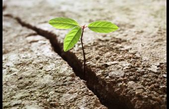 Image of small plant